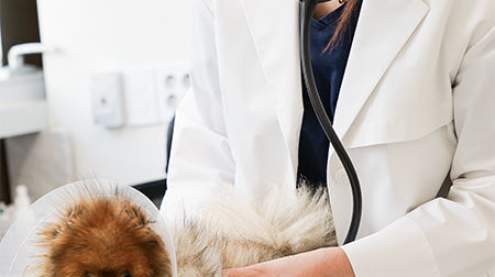 Dr. Park Ji Hye