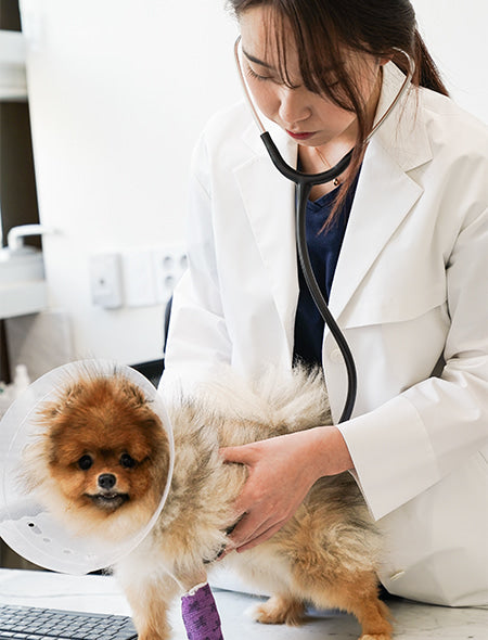 Dr. Park Ji Hye